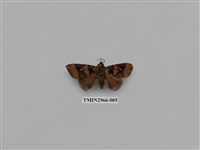 藏品(夜蛾338)的圖片